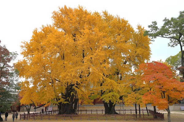 Myeongnyundang (Scholar Hall), Seonggyungwan 2