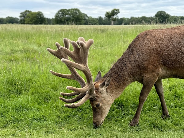 Bushy Park 4