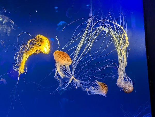 New York Aquarium 3