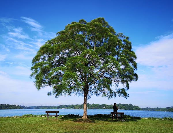 Upper Seletar Reservoir Park 5