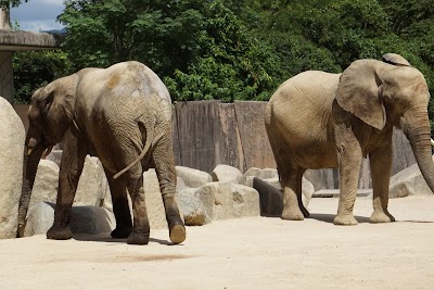 Asa Zoo 1