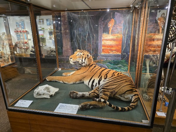 University of Aberdeen Zoology Museum 5
