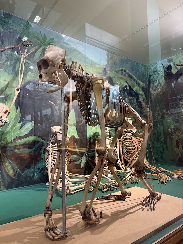 University of Aberdeen Zoology Museum 4