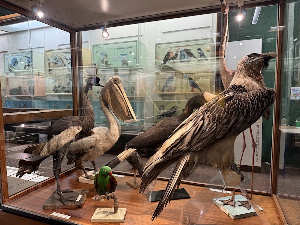 University of Aberdeen Zoology Museum 3