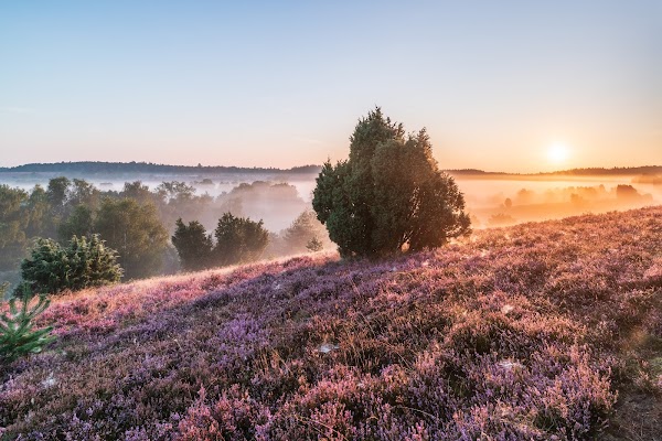 Lüneburg Heath