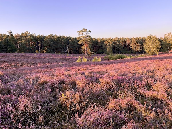 Lüneburg Heath 5