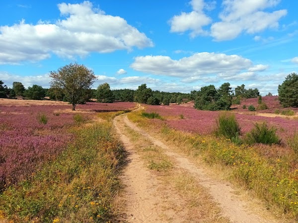 Lüneburg Heath 4