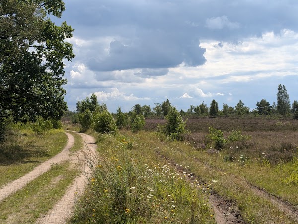 Lüneburg Heath 3