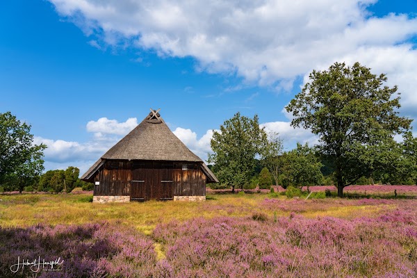 Lüneburg Heath 2