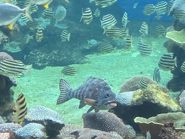 AQWA The Aquarium Of Western Australia 3