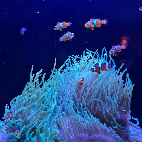AQWA The Aquarium Of Western Australia 2