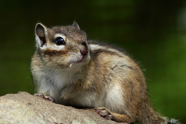 Mt. Tengu Chipmunk Park