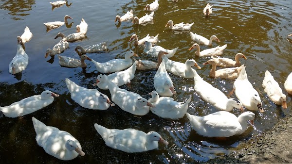 Duck Shack Museum