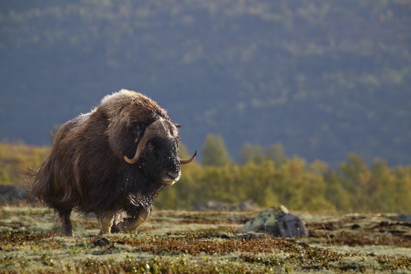 Dovrefjell–Sunndalsfjella National Park 5