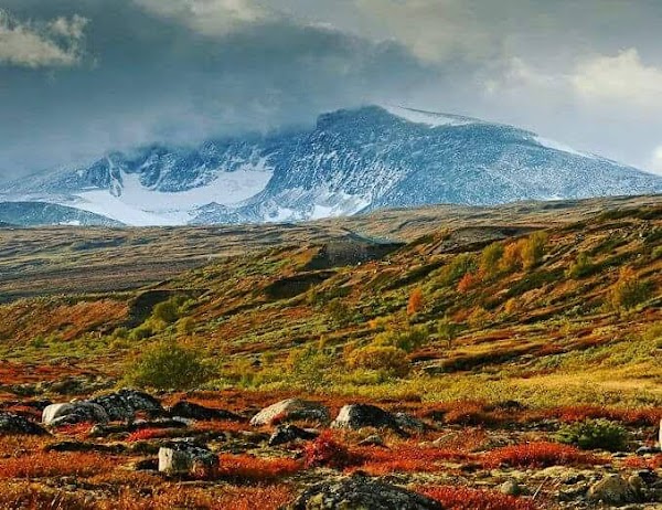 Dovrefjell–Sunndalsfjella National Park 4