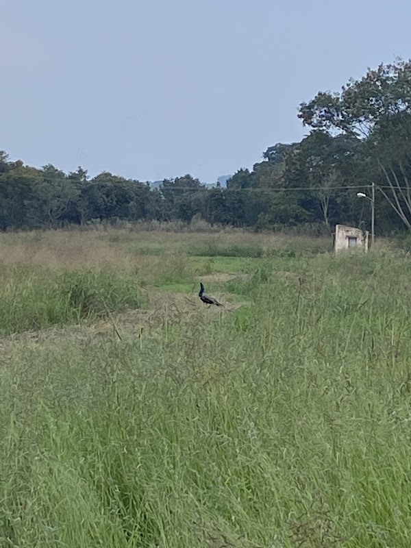 Hesaraghatta Grasslands