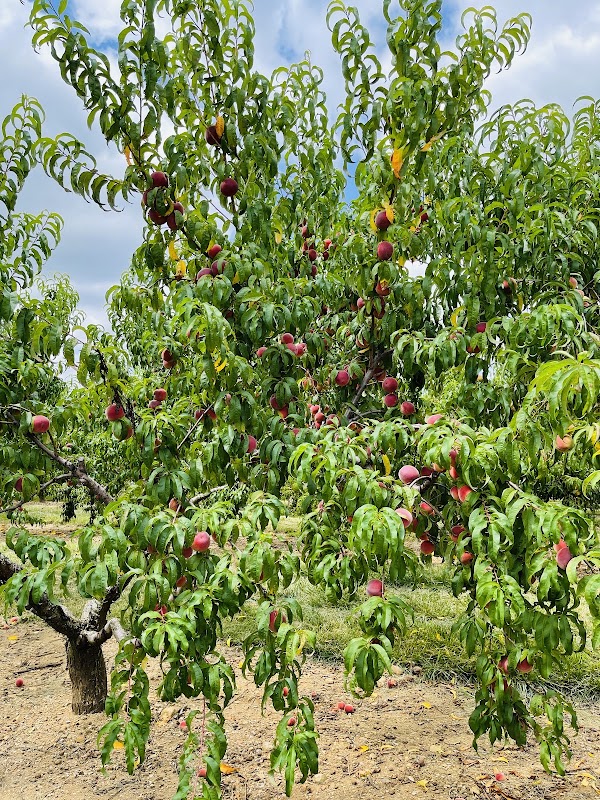 Melick's Town Farm - Califon Orchards 1