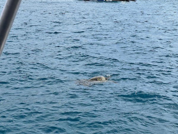 Turtle Canyon 1