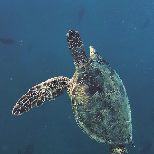 Turtle Canyon 2