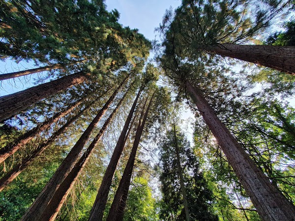 Kaldenkirchen Sequoia Farm 1