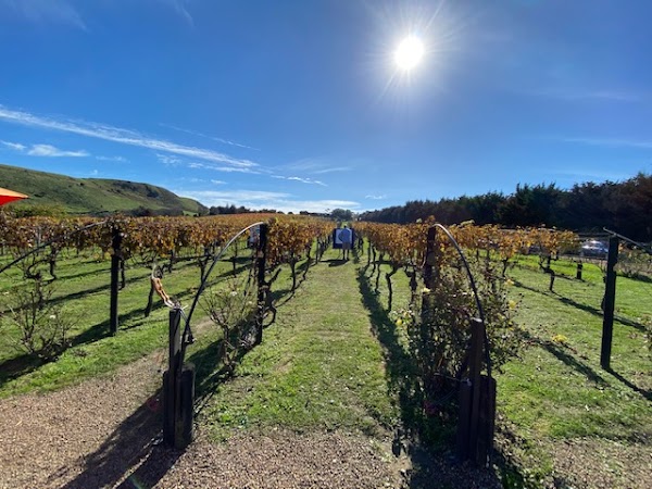 Wild Estate Vineyard, Wild on Waiheke Activities & Waiheke Island Brewery 5