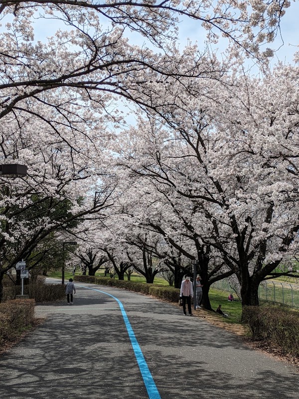 Shinshu Sky Park 4