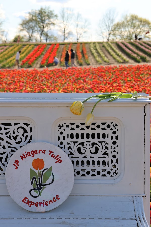 JP Niagara Tulip Experience