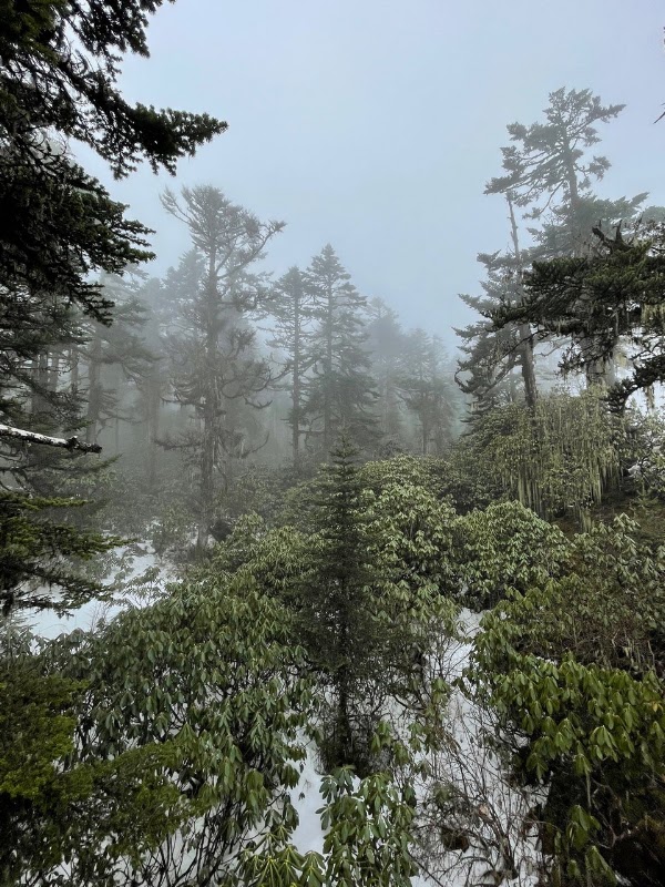 Hailuogou Glacier Forest Park 3