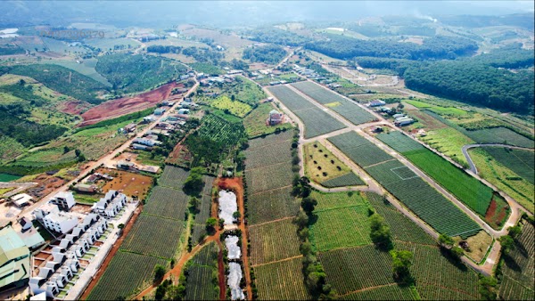 Đồi Chè Bảo Lộc
