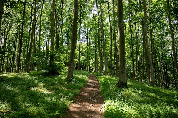 Teutoburg Forest 3
