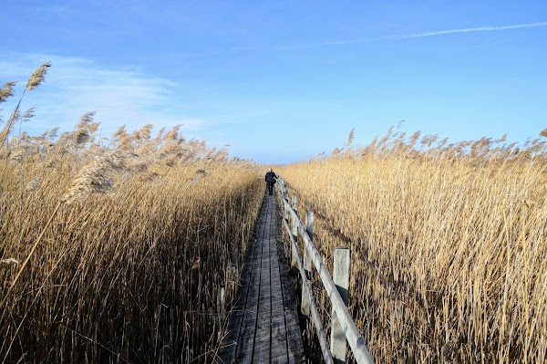 Takern nature reserve 2