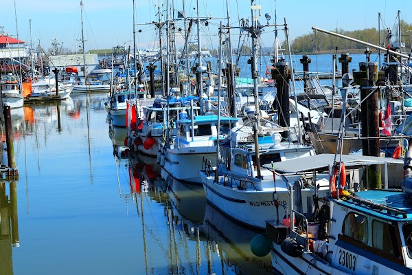 Steveston 4