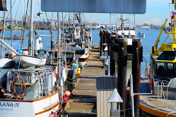 Steveston 3