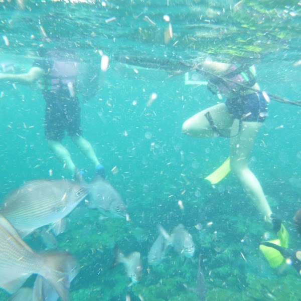 GO Snorkeling Tulum 4