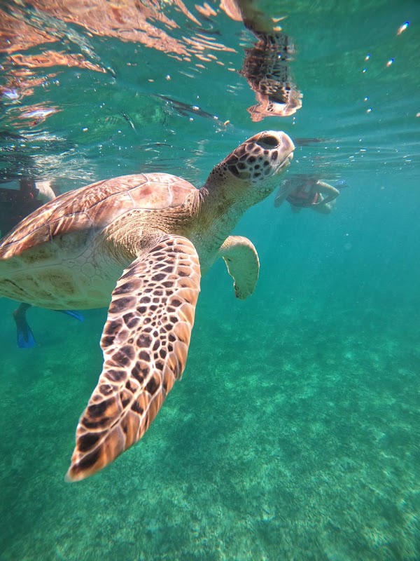 GO Snorkeling Tulum 2