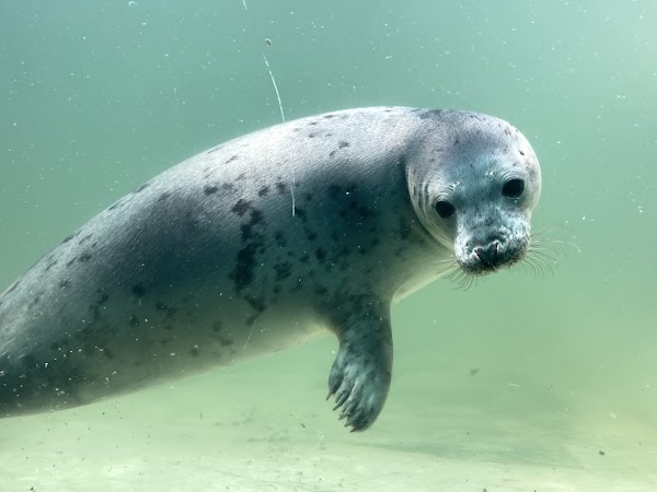Cornish Seal Sanctuary 1