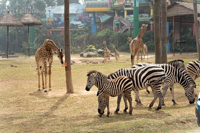 Guangzhou Chimelong Safari Park （Main Gate） 1
