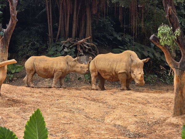 Guangzhou Chimelong Safari Park (Main Gate) 4