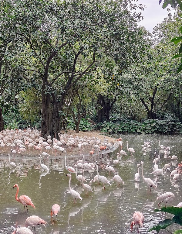 Guangzhou Chimelong Safari Park (Main Gate) 2