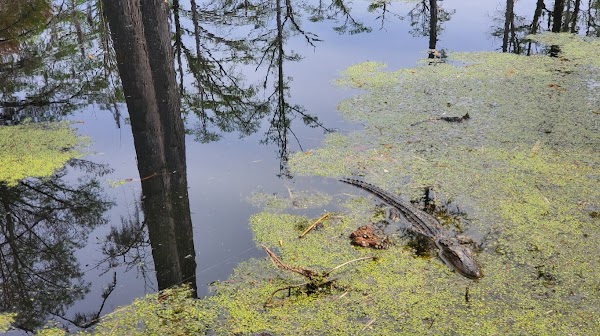 Cypress Gardens 1