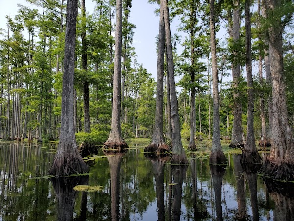 Cypress Gardens 5