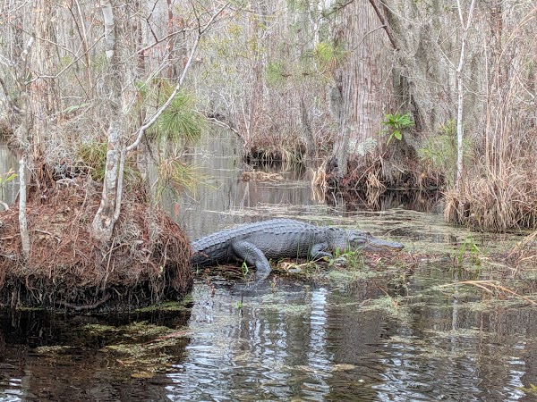 Cypress Gardens 3