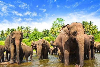 Pinnawala Elephant Orphanage