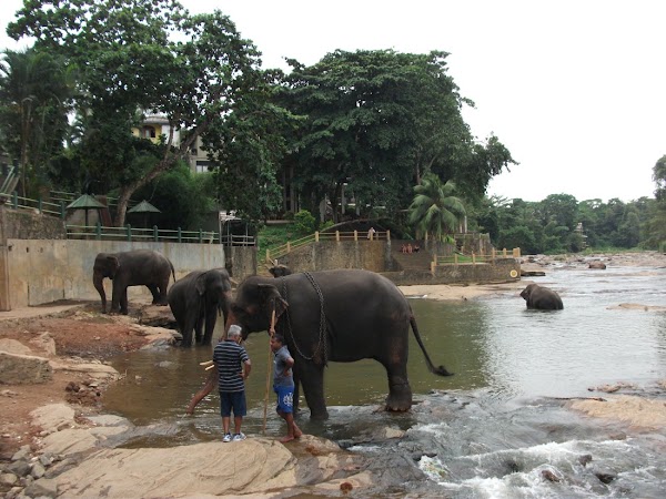 Pinnawala Elephant Orphanage 2