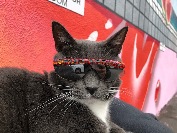 Abbot Kinney Blvd & Venice Blvd
