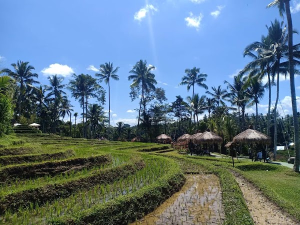 Rice Terraces, Lemaya