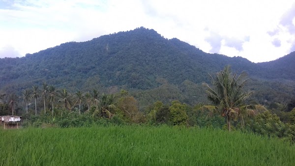 Rice Terraces, Lemaya 4
