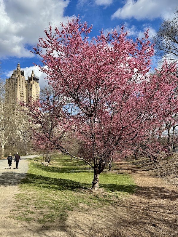 Bridle Path - Cherry Blossoms 1