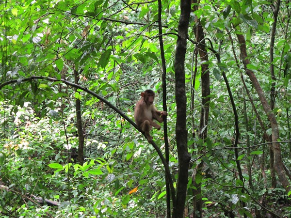Gomantong Caves 2