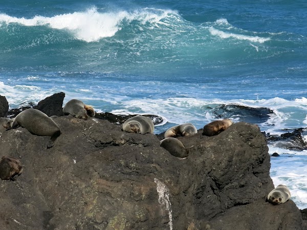 Cape Palliser 2